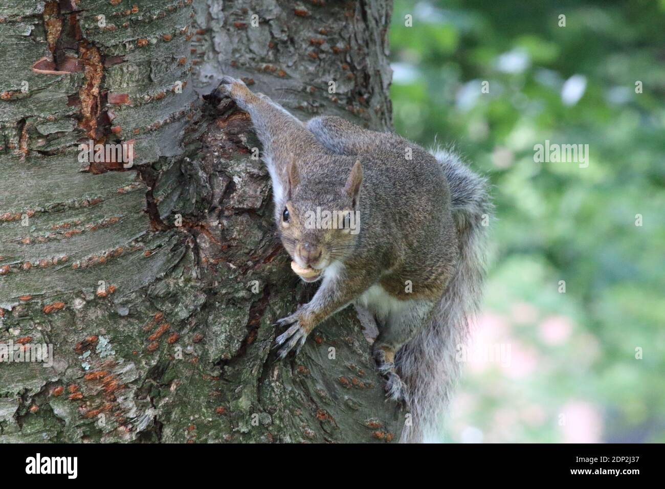 Portarit des Grauhörnchens, das an dem Baum festhält Kofferraum, der mit einer Mutter in die Kamera hineinrast Es sind Zähne Stockfoto