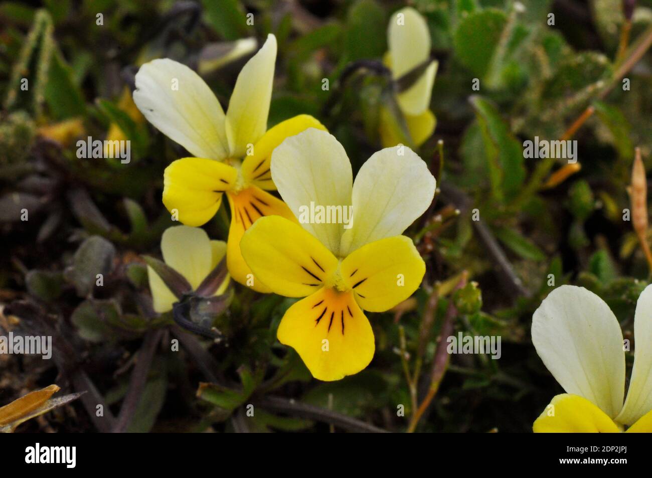 Sand oder Düne-Stiefmütterchen 'Viola tricolor subsp. Curtisii' gefunden in trockenen sandigen Grasland und in Sand und Dünensysteme, Blumen juni bis september, Braunton BU Stockfoto