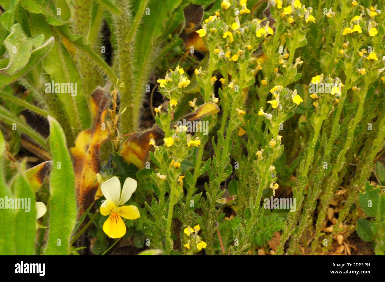 Sandkrötenflachs, 'Linaria arenaria', kurz, klebrig behaart, gelb geblüht, selten.gefunden in Sanddünen.mit Sand oder Dünenpansy 'Viola tricolor subsp. curtis Stockfoto