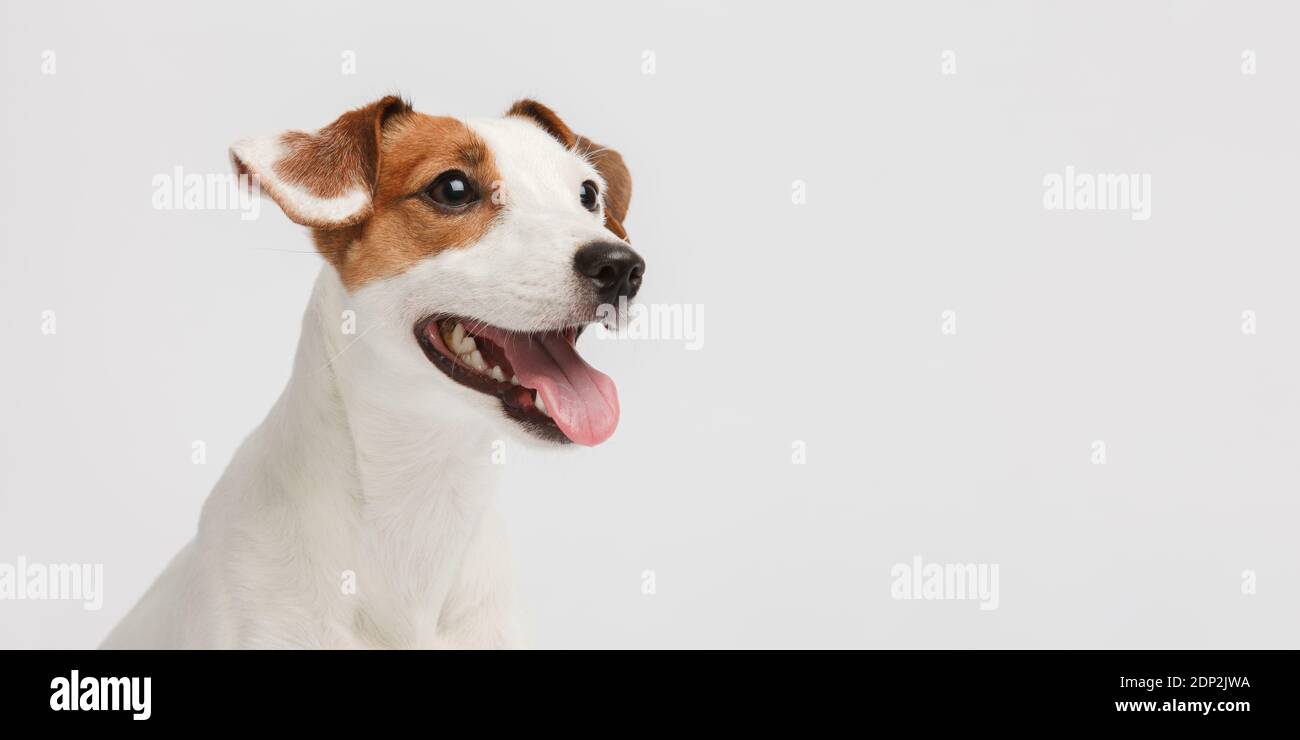 Hund Nahaufnahme Porträt. Rosa Zunge hängt von seinem Mund. Stockfoto