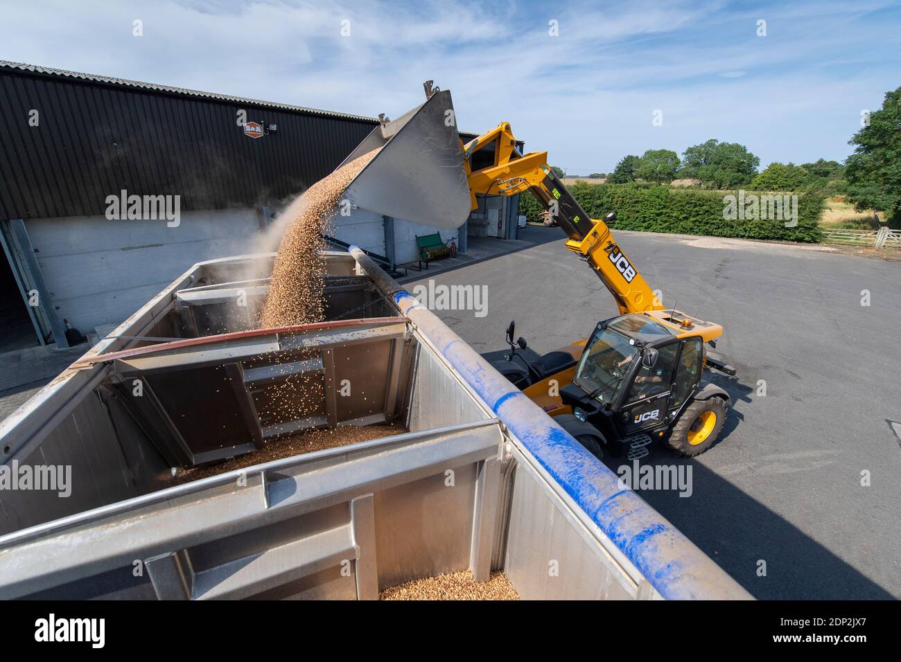 Beladen von Bohnen für Tierfutter in einen Wagen aus einem Hofladen mit einem JCB Loadall. North Yorkshire, Großbritannien. Stockfoto