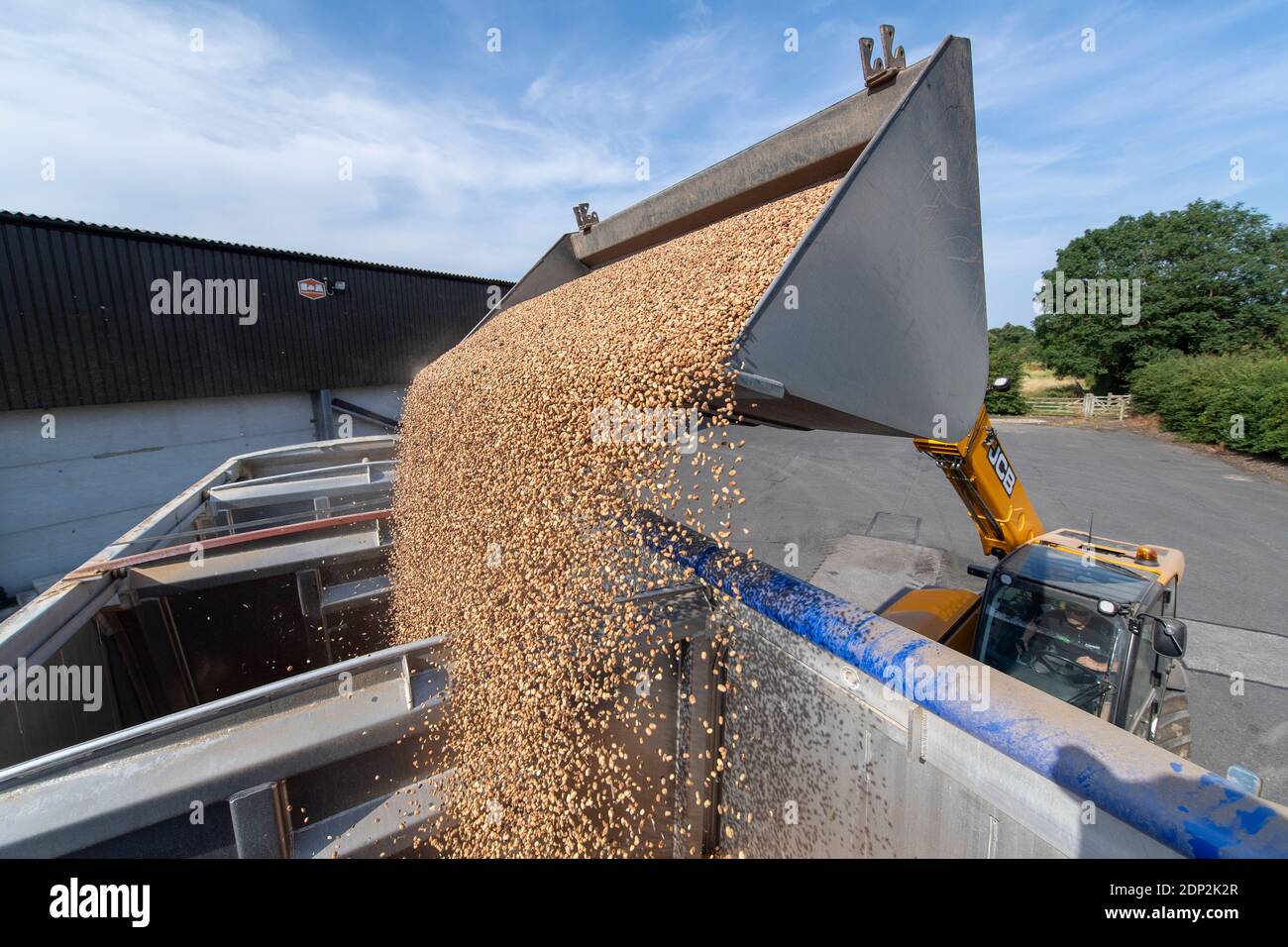 Beladen von Bohnen für Tierfutter in einen Wagen aus einem Hofladen mit einem JCB Loadall. North Yorkshire, Großbritannien. Stockfoto