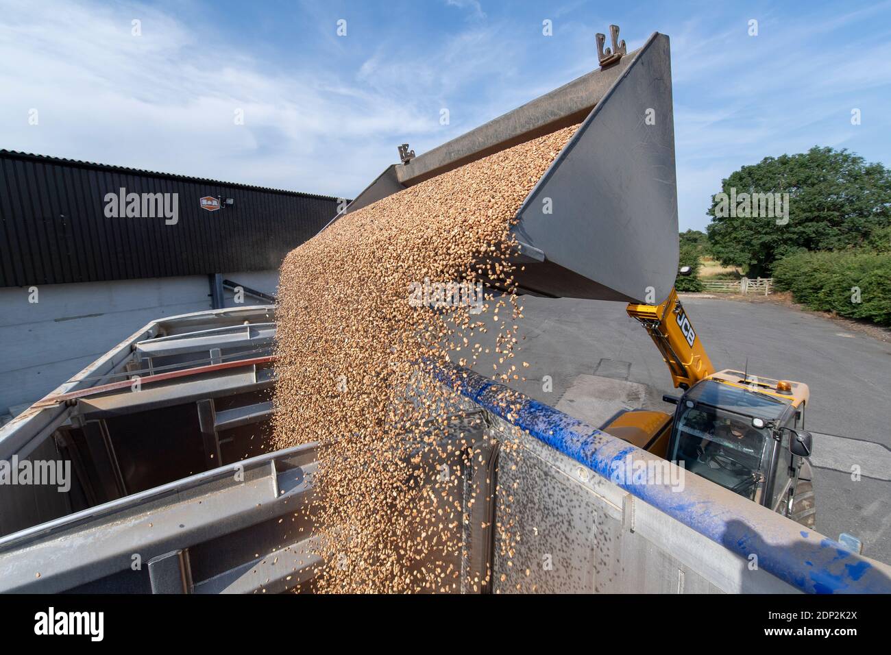 Beladen von Bohnen für Tierfutter in einen Wagen aus einem Hofladen mit einem JCB Loadall. North Yorkshire, Großbritannien. Stockfoto