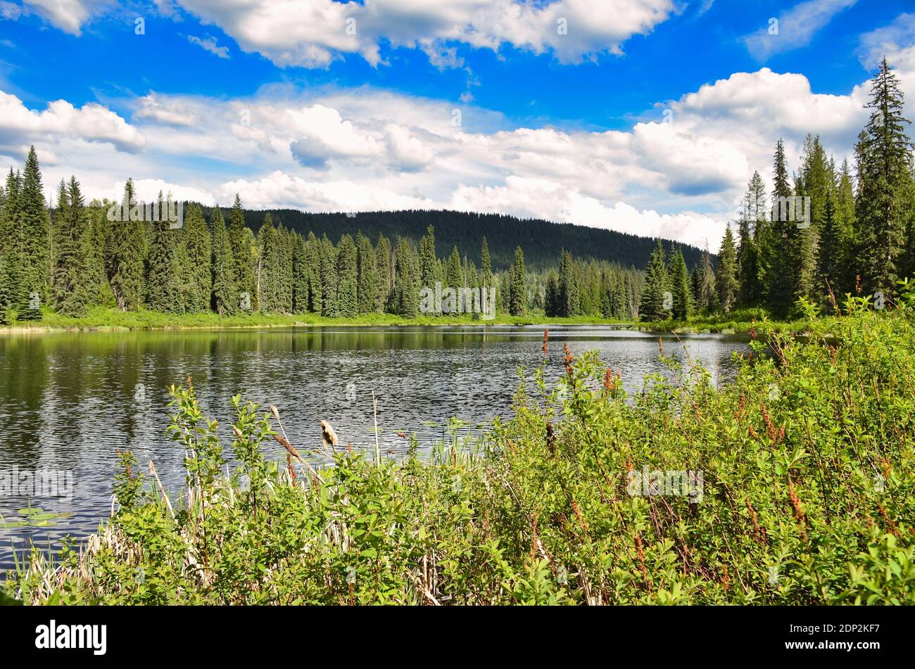 Sehen Sie im Wald, See zwischen den Bäumen in Wells Gray Provincial Park, British Columbia Kanada. Schöne Unterkunft. Riesigen Wald Stockfoto