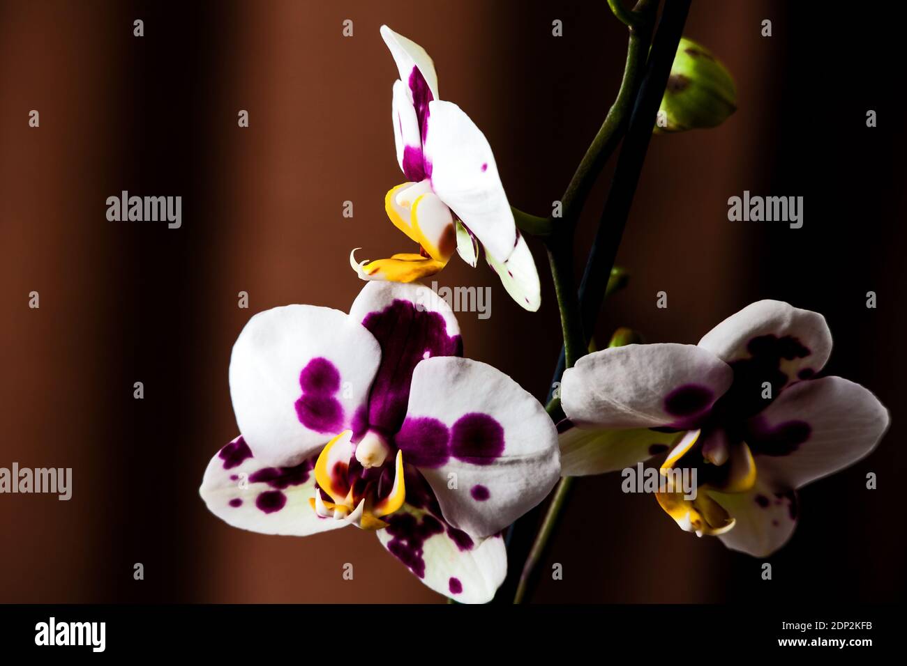 Motte Orchidee Blumen Makro 5624 Stockfoto