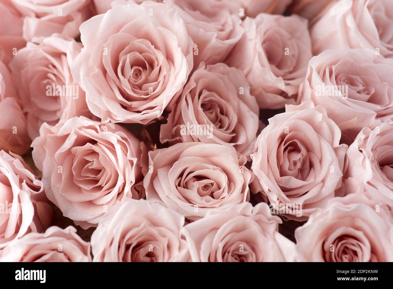 Rosa Rosen Hintergrund. Nahaufnahme Rosen Bündel Stockfotografie - Alamy
