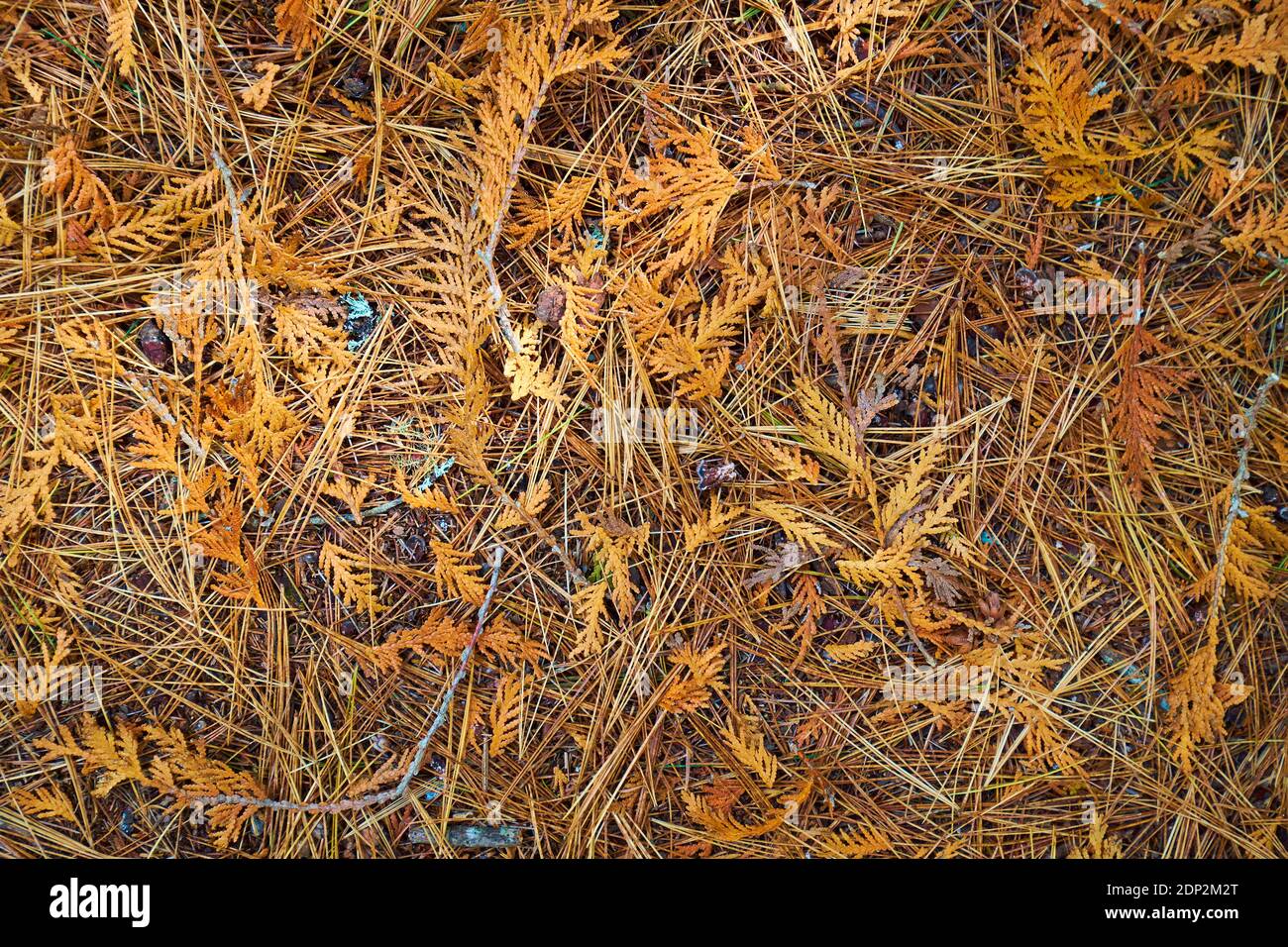 Ein Nahaufnahme Detail von Kiefernnadeln. Auf dem Furth Talalay Blue Hill Heritage Trust Trail in Surry, Maine. Stockfoto