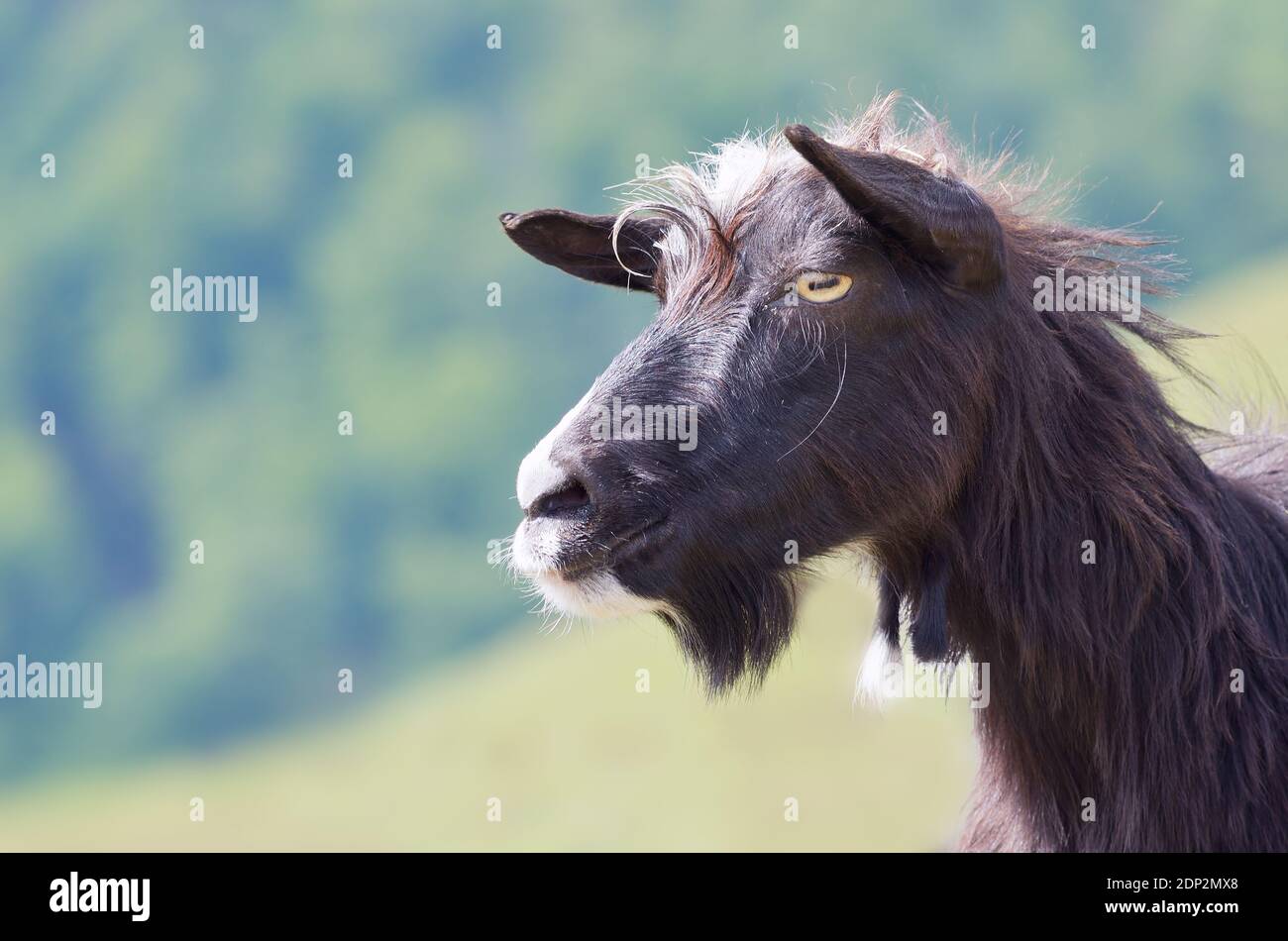 Porträt einer Bergziege auf dem Hintergrund von Wiesen. Ziege in den Karpaten Stockfoto