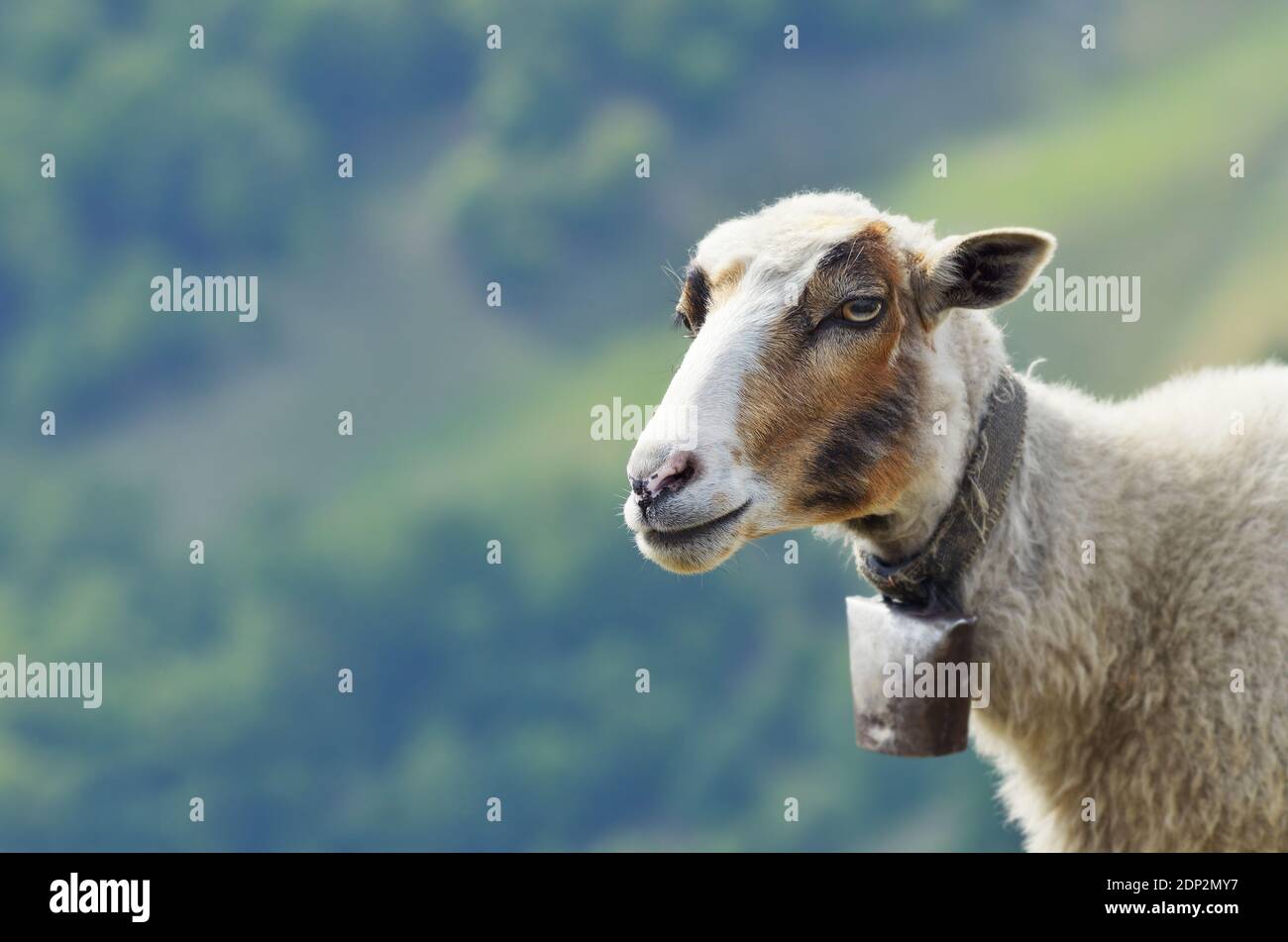 Porträt eines Bergschafes mit einer Glocke um den Hals. Schafe in den Karpaten Stockfoto