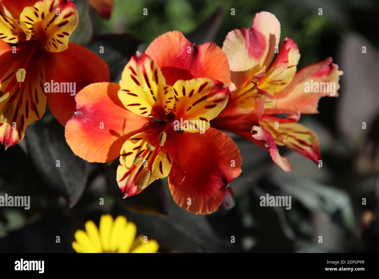 Peruanische Lilie 'Indian Summer' Stockfoto