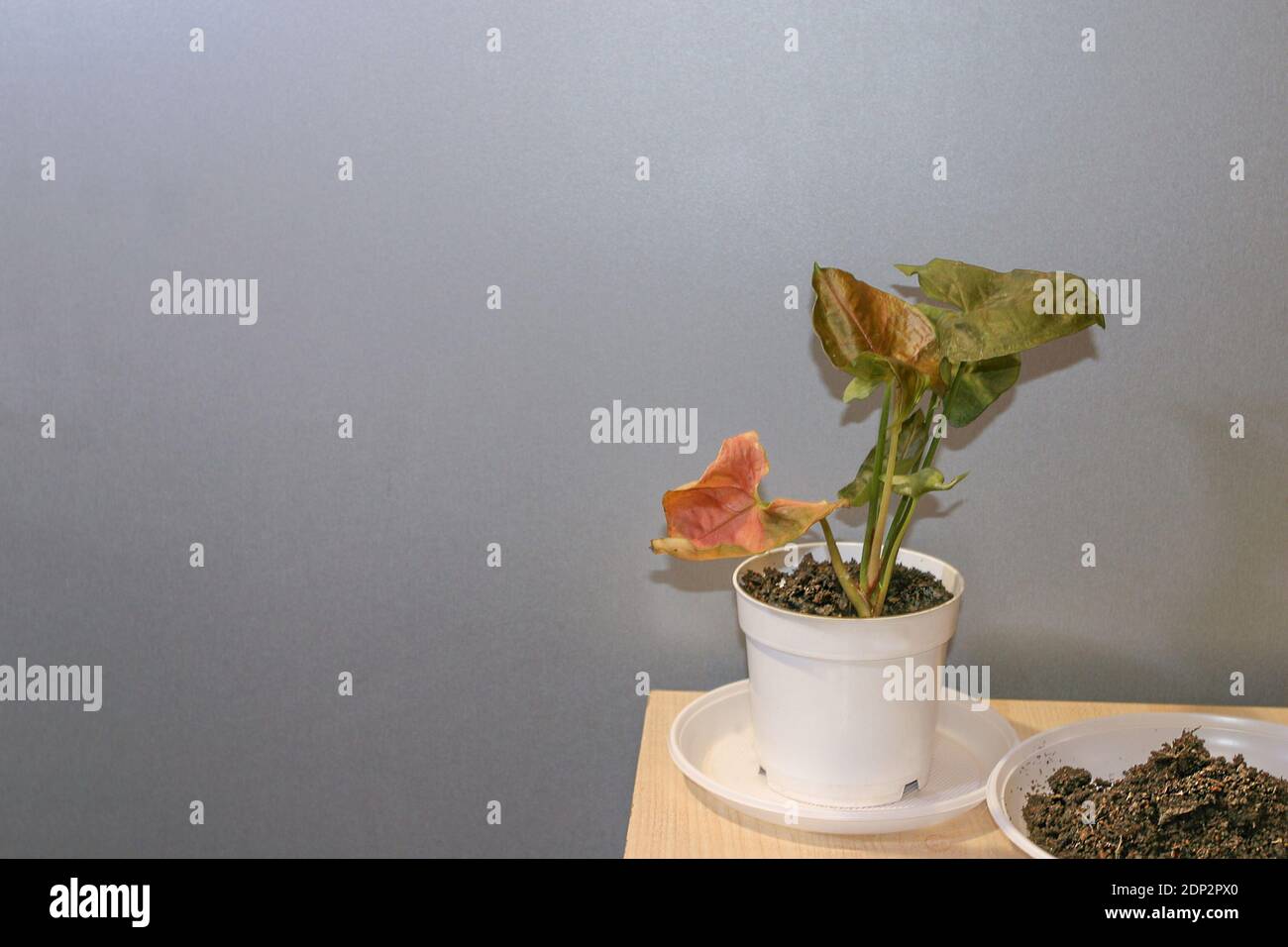 Syngonium Maria Allusion Topfpflanze Stockfoto