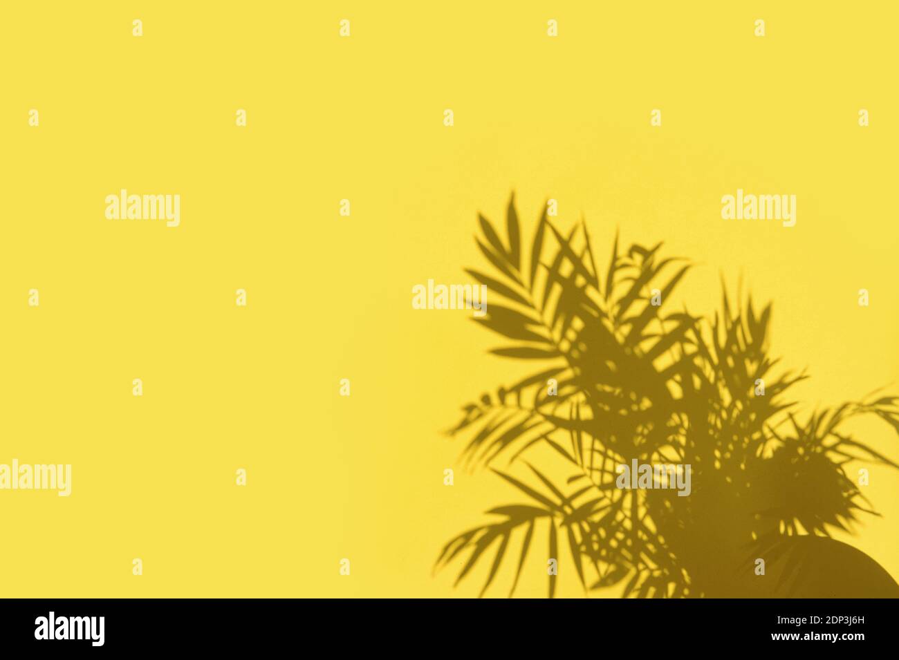 Schatten von Palmblättern auf gelbem Wandhintergrund. Florale Bordüre Trendfarbe Stockfoto