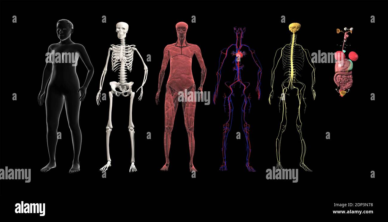 Menschliche Körpersysteme. Illustrationen zu Muskel-, Skelett-, Herz-Kreislauf-, Nervensystem und anderen inneren Organen. Stockfoto