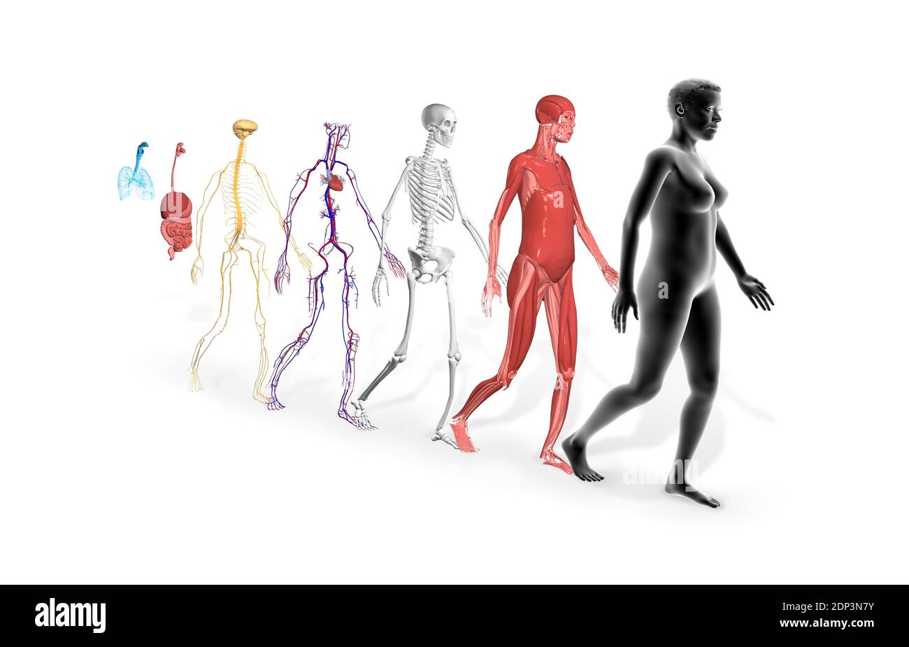 Menschliche Körpersysteme. Illustrationen des Muskel-, Skelett-, Herz-Kreislauf-, Nerven-, Verdauungs- und Atmungssystems. Stockfoto