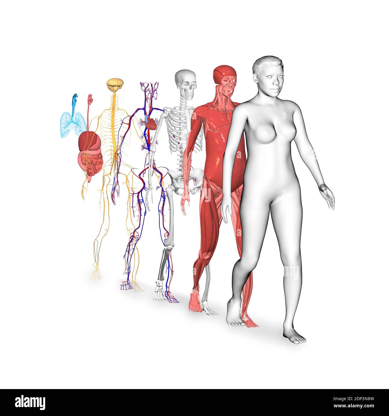 Menschliche Körpersysteme. Illustrationen des Muskel-, Skelett-, Herz-Kreislauf-, Nerven-, Verdauungs- und Atmungssystems. Stockfoto