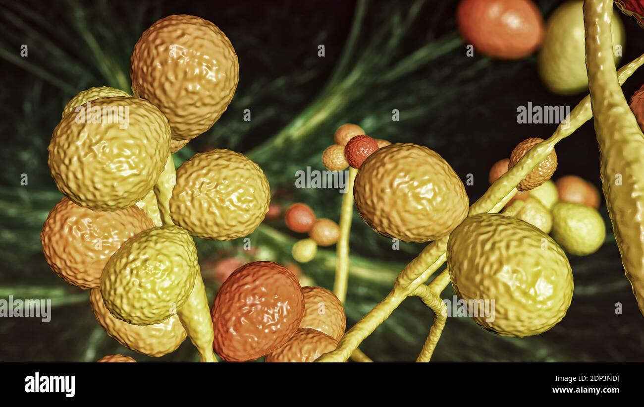 Computerdarstellung der Hefe- und Hyphen-Stadien von Candida-Pilzen. Ein hefeähnlicher Pilz, Candida albicans tritt häufig auf der menschlichen Haut, in den Upp Stockfoto
