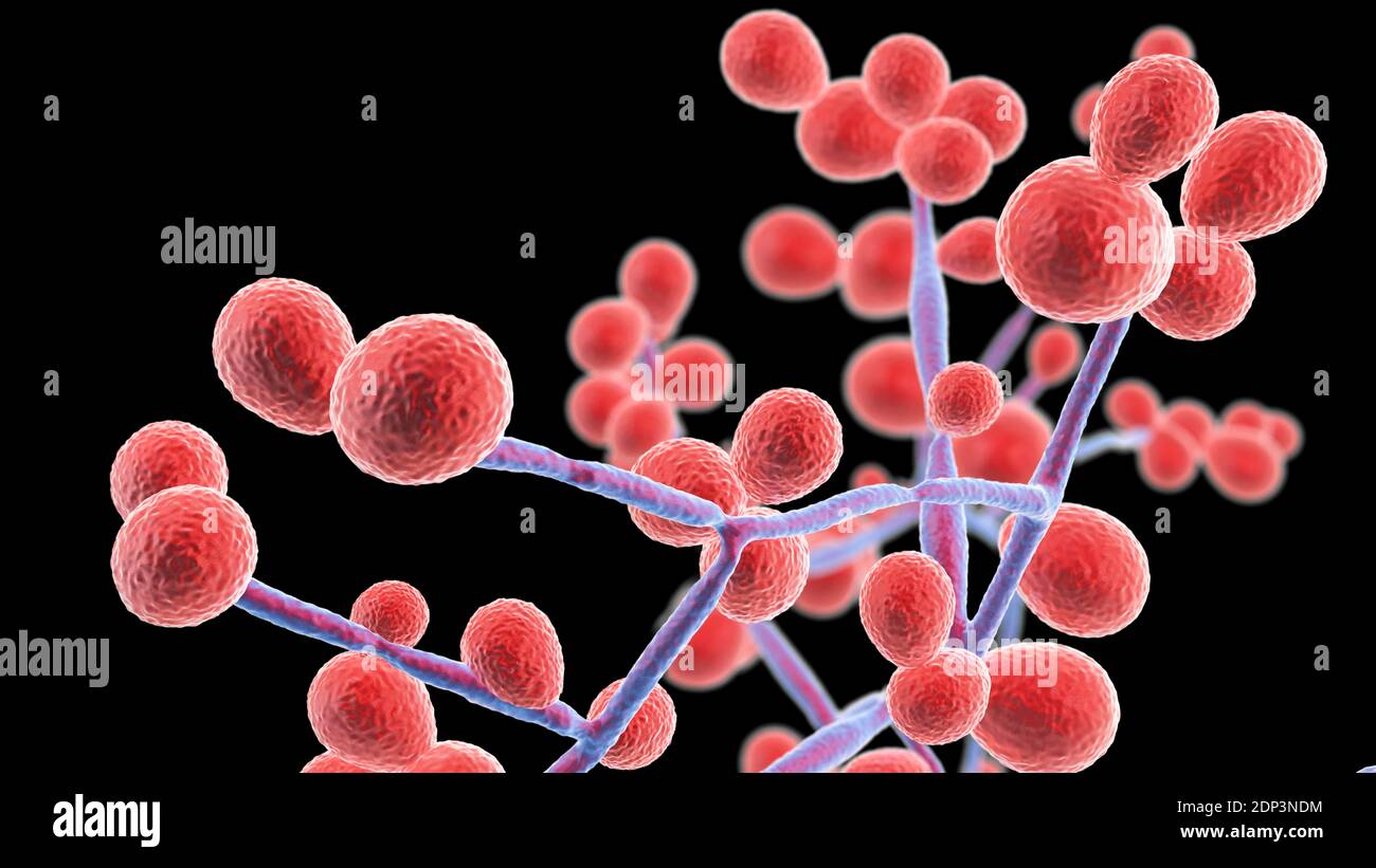 Computerdarstellung der Hefe- und Hyphen-Stadien von Candida-Pilzen. Ein hefeähnlicher Pilz, Candida albicans tritt häufig auf der menschlichen Haut, in den Upp Stockfoto