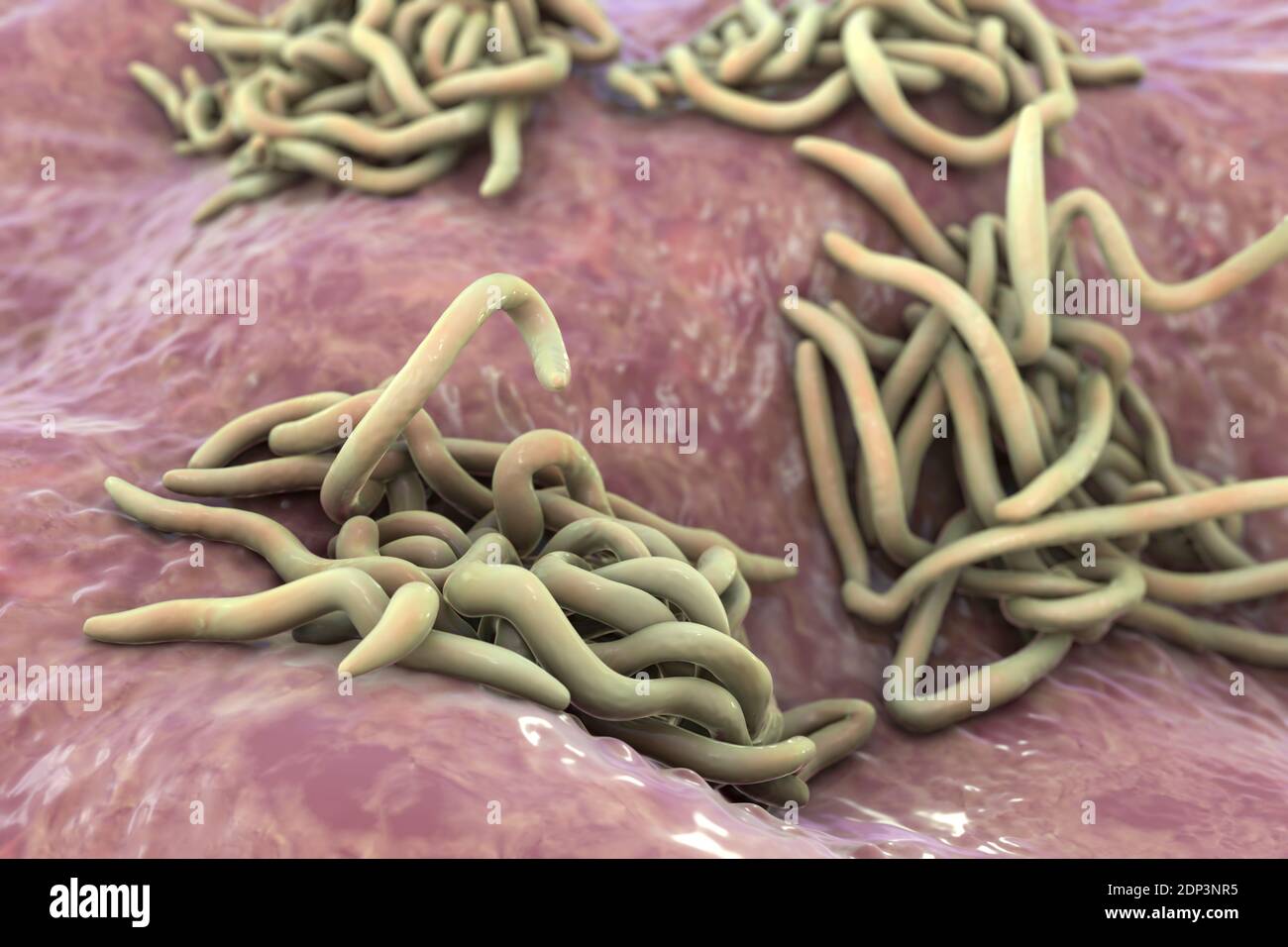 Runde Würmer, Computerdarstellung. Fadenwürmer, oder Nematoden, umfassen zahlreiche freilebende und pathogene Arten. Nematoden, die häufig parasitieren Stockfoto