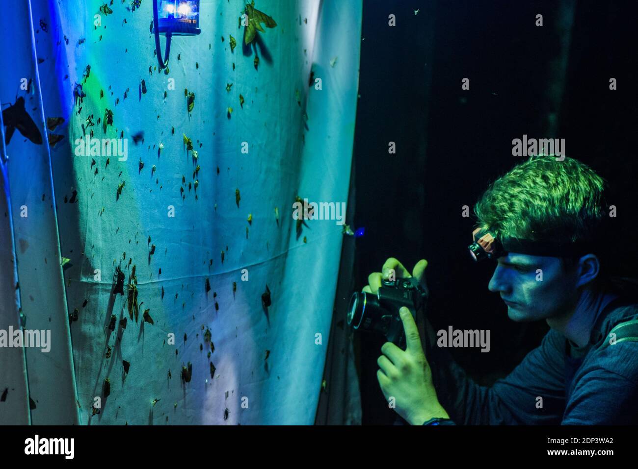 Ein Wissenschaftler untersucht die Insekten, die von einem UV-Licht angezogen werden, in den letzten Jahrzehnten sind immer weniger Insekten vorhanden. Stockfoto