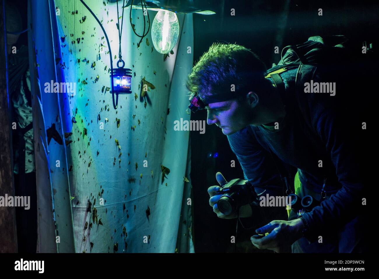 Ein Wissenschaftler untersucht die Insekten, die von einem UV-Licht angezogen werden, in den letzten Jahrzehnten sind immer weniger Insekten vorhanden. Stockfoto