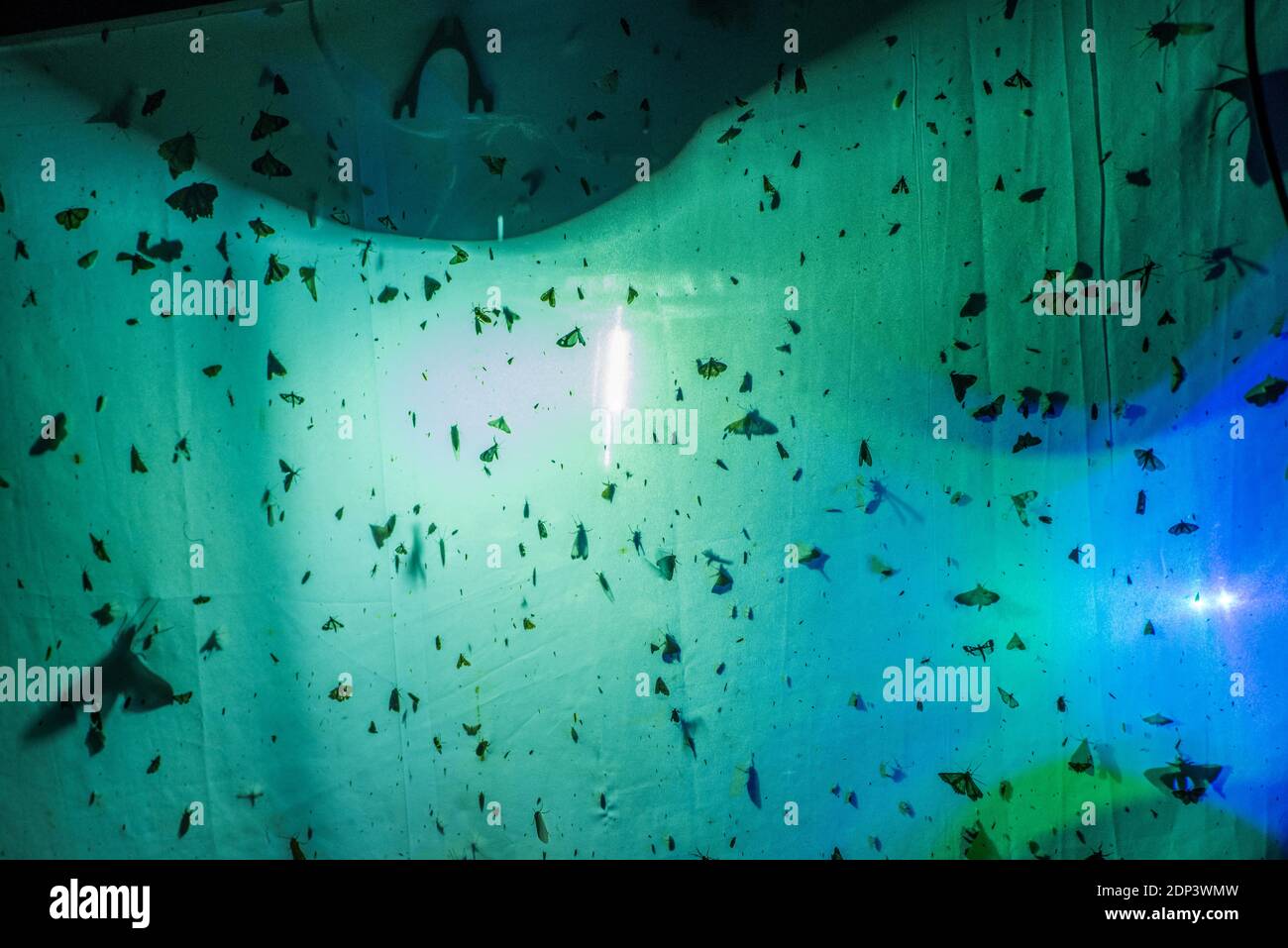 Ein UV-Licht und ein weißes Blatt werden verwendet, um nachtaktive Insekten für eine Studie anzuziehen, um die entomologische Biodiversität eines Standorts zu untersuchen. Stockfoto