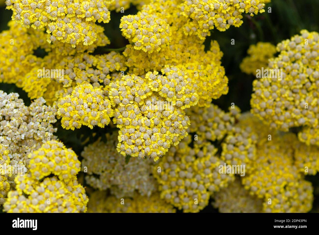 Gelbe Farnblattgarbe (Achillea filipendulina) blüht im Sommer Stockfoto