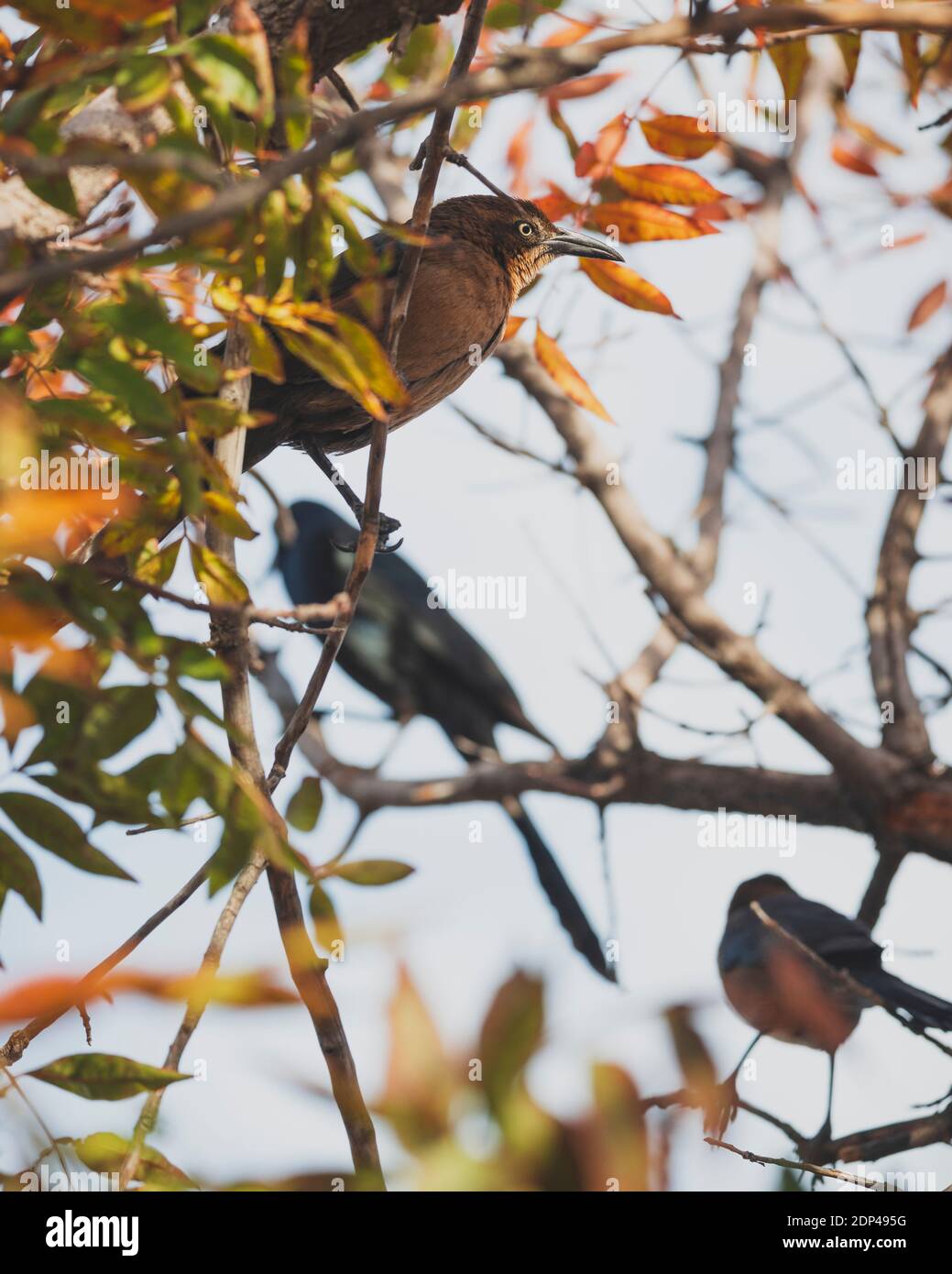 Weibliche Amsel Stockfoto