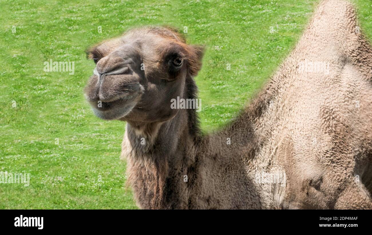 Ein schönes Kamel auf dem grünen Gras steht und schaut in die Objektivkamera, ein Tier im Zoo. Stockfoto