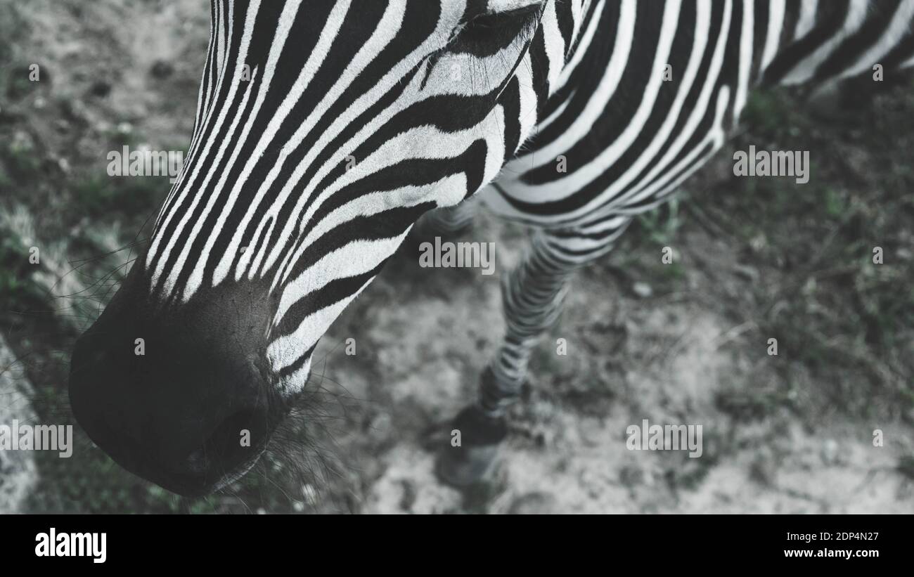 Porträt eines Zebras, in Schwarz und Weiß, Nahaufnahme, schönes und gepflegtes Tier. Stockfoto