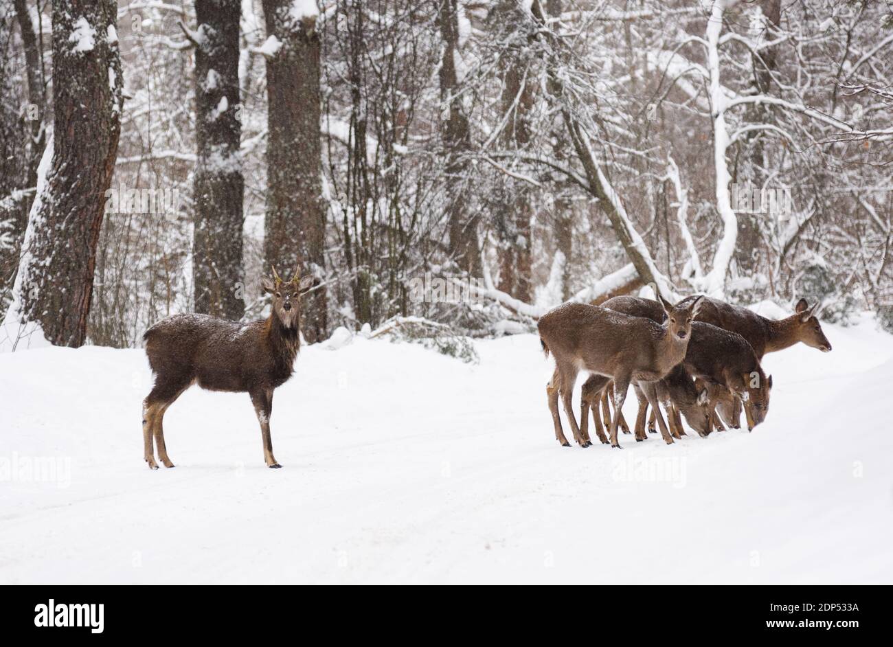 Wilde Tiere in ihrem natürlichen Lebensraum. Gefleckte Hirsche Familie Nahrungssuche in Winter Wald Straße Stockfoto