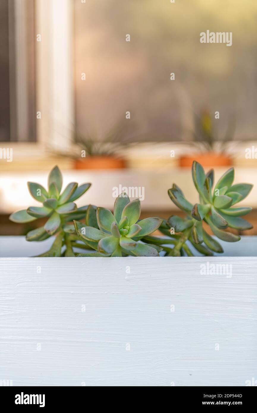 Saftige Pflanzen in Gartencontainer in der Nähe eines Fensters. Die Pflanzen sind Crassula 'Spring Time' Sukkulenten. Stockfoto