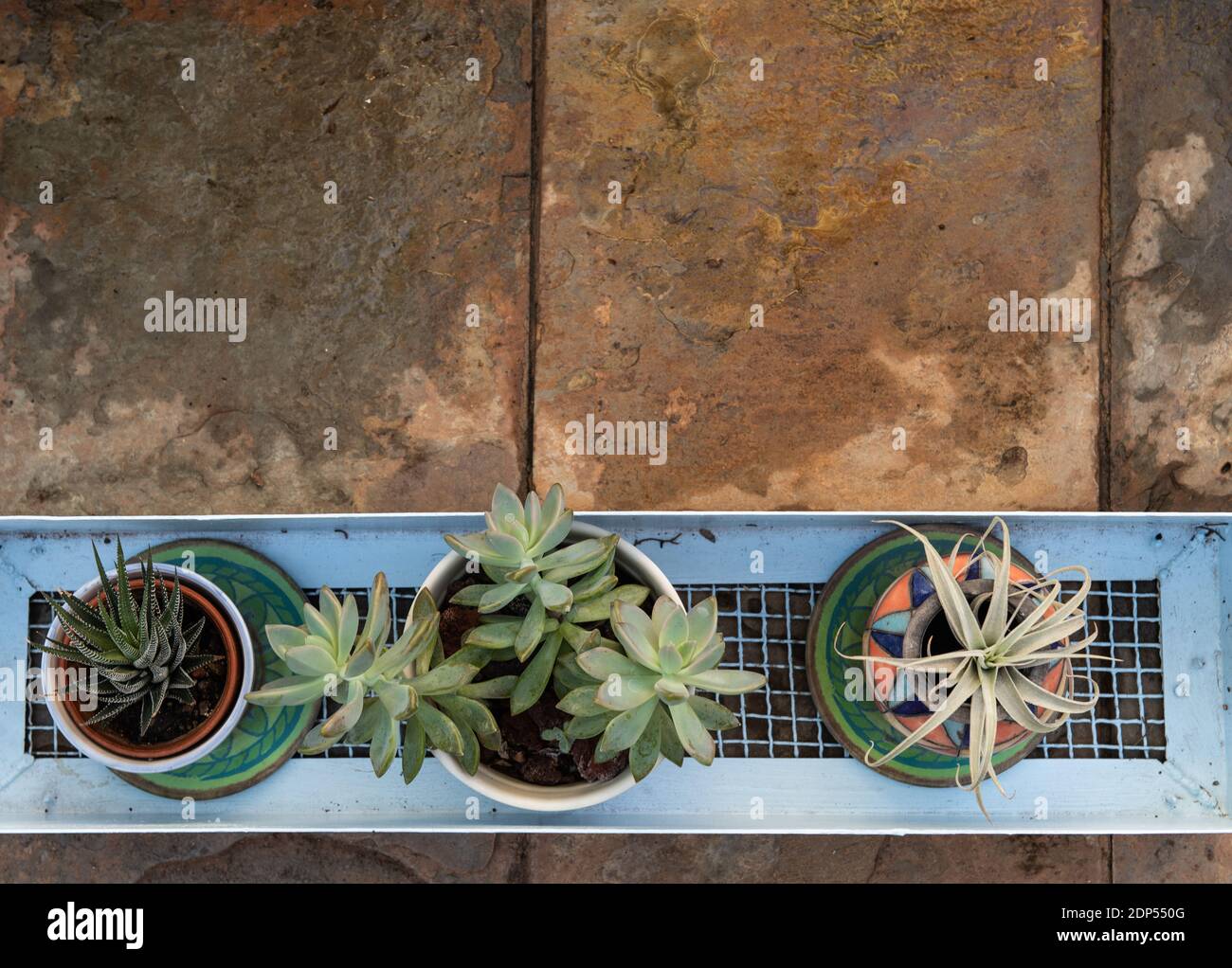 Topfsukkulenten im Gartencontainer auf einem strukturierten, gefliesten Boden in einem Garten Stockfoto
