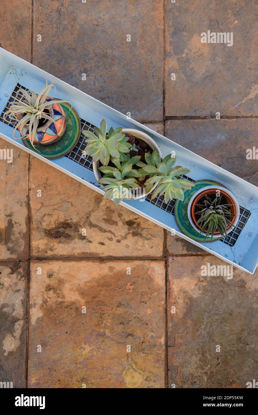 Topfsukkulenten im Gartencontainer auf einem strukturierten, gefliesten Boden in einem Garten Stockfoto