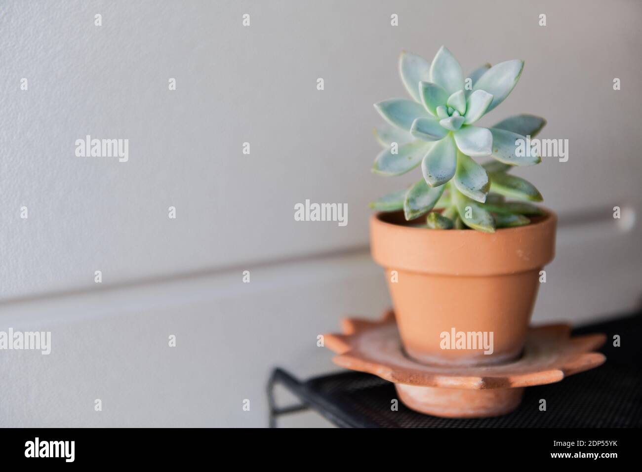 Crassula 'Spring Time' Sukkulente Pflanze in einem Topf im Garten Stockfoto