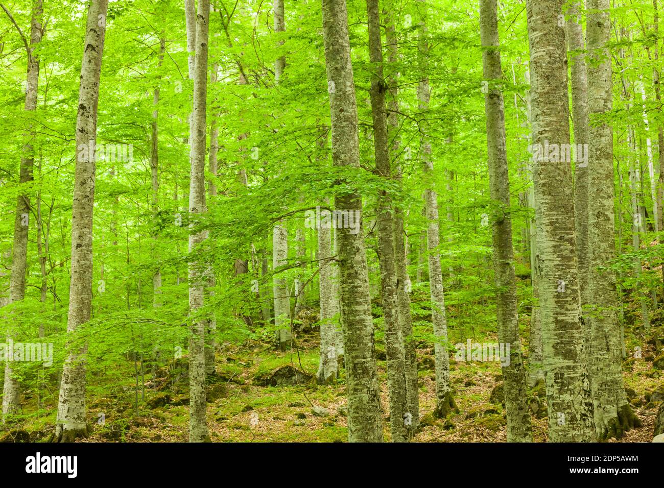 Jungfräuliche Buchenwälder, in der Nähe des Klosters Rila, Kyustendil, Bulgarien, Südosteuropa, Europa Stockfoto