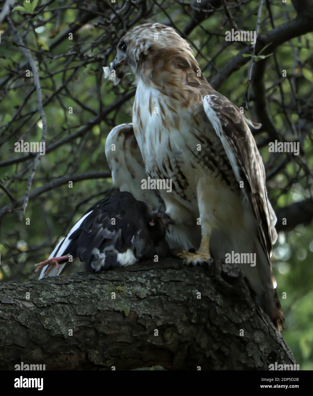 Rotschwanzfalke in freier Wildbahn. Stockfoto