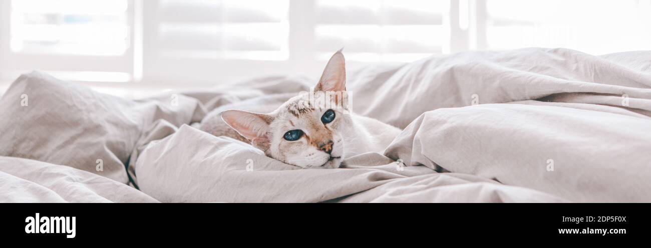 Blauäugige orientalische Rasse Katze liegend auf Bett zu Hause in der Kamera zu suchen. Flauschige behaarte Haustier mit blauen Augen zu Hause entspannen. Bezaubernder Pelz Stockfoto