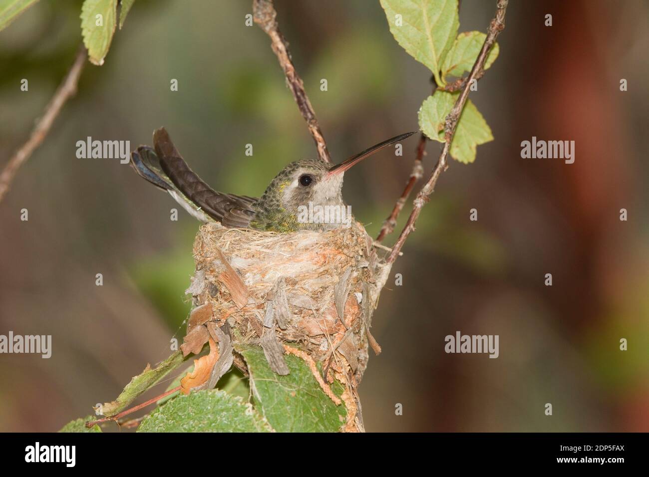 Broad-billed Hummingbird Weibchen brütende Eier, Cynanthus latirostris. Stockfoto