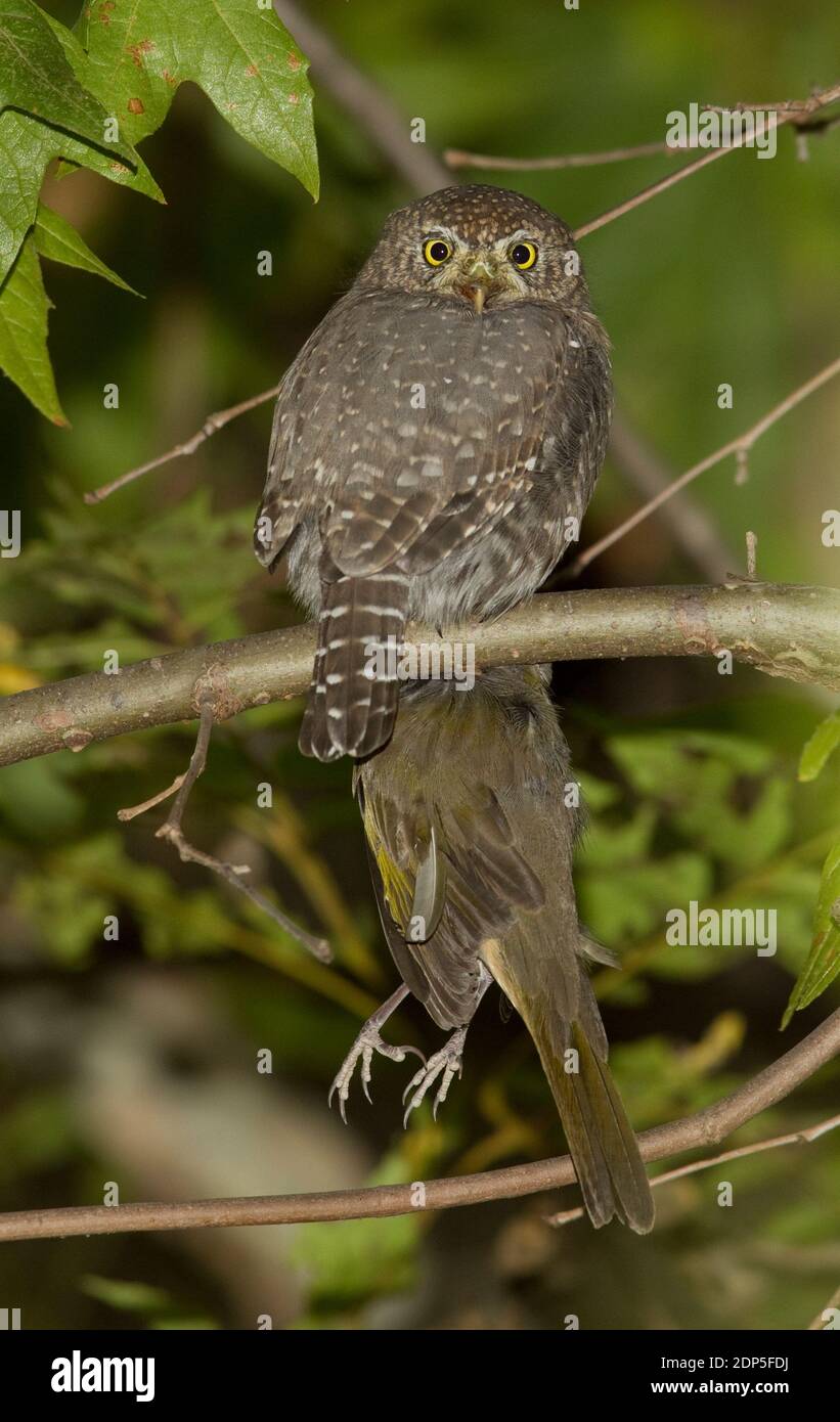 Nördliche Zwergeule, Glaucidium gnoma, mit Grünschwanz-Towhee, Pipilo chlorurus. Stockfoto