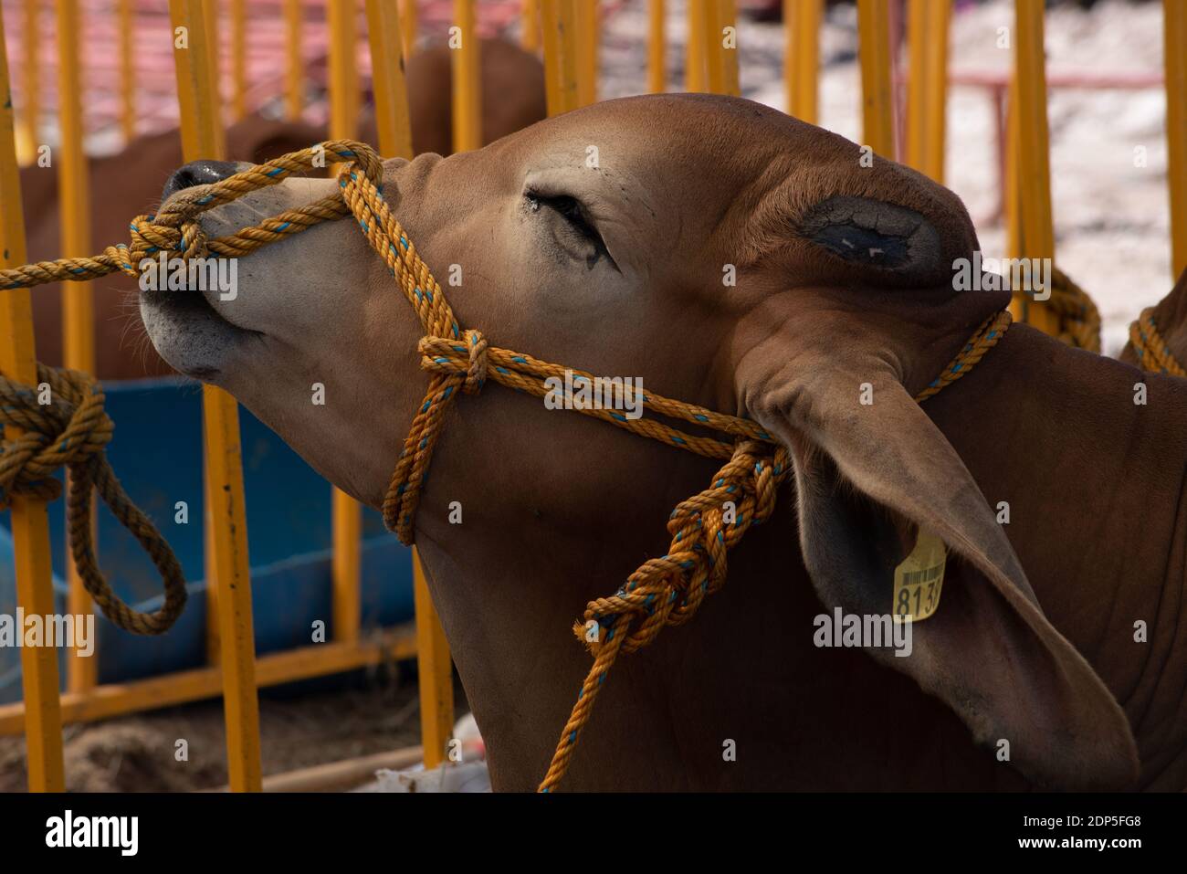 Ein Stier versucht, ein gelbes Seil zu bewegen, das seine Nase reizt. Stockfoto