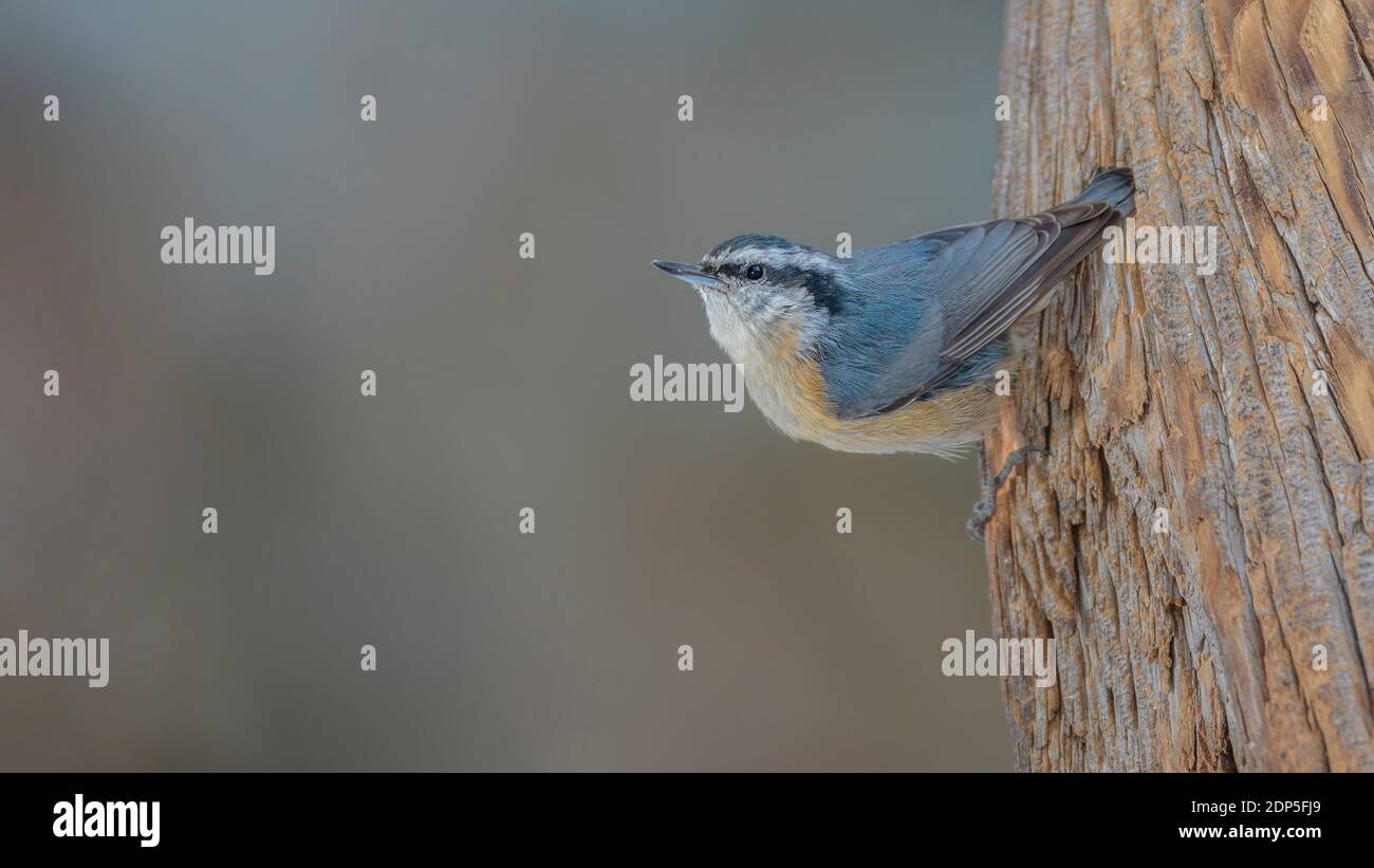 Ein rotreihiger Nuthatch trotzt der Schwerkraft auf einem alten Baum in Cheyenne, Wyoming. Stockfoto