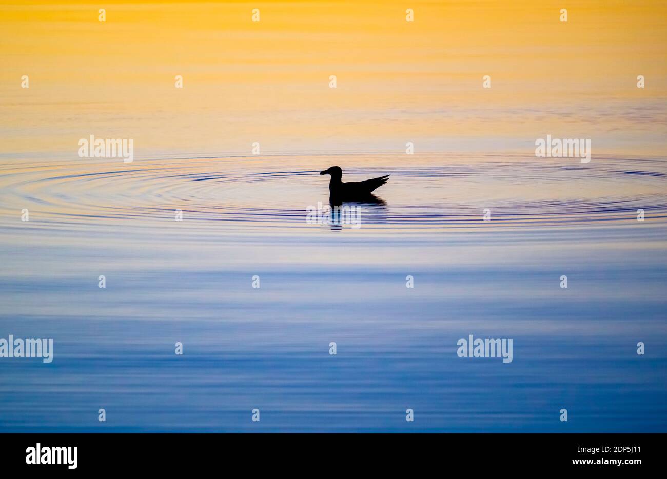 Silhouette der Ente schwebt auf ruhigem Wasser Stockfoto