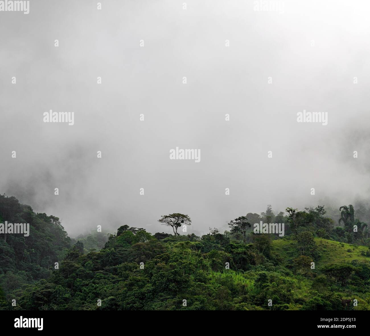 Einsamer Baum im Nebel und Nebel des Nebelwaldes, Mindo, Ecuador. Stockfoto