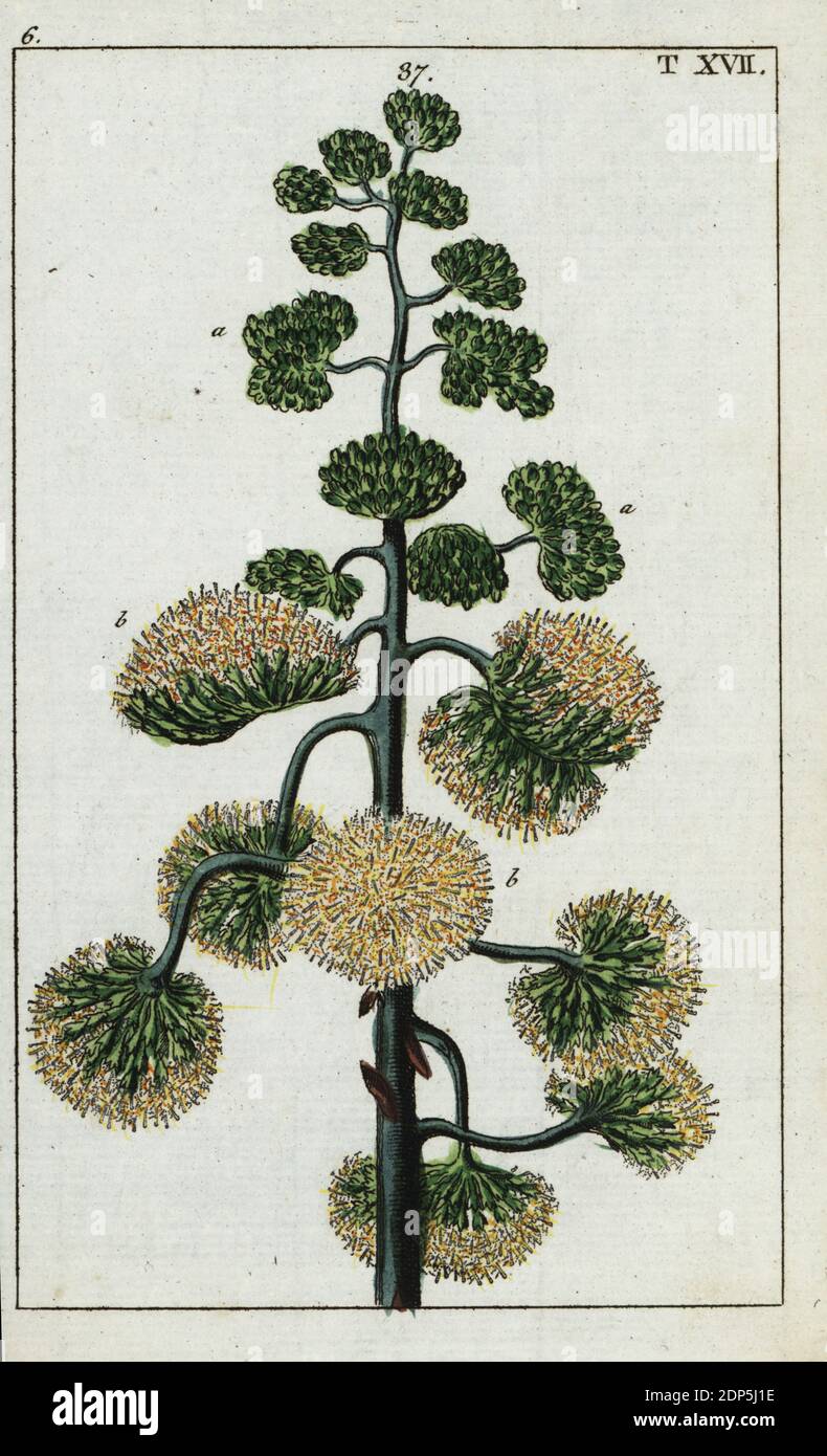 Century Pflanze, Maguey, oder amerikanische Aloe, Agave americana. Handkolorierter Kupferstich einer botanischen Illustration aus Gottlieb Tobias Wilhelms Unterhalten aus der Naturgeschichte, Wien, 1816. Stockfoto