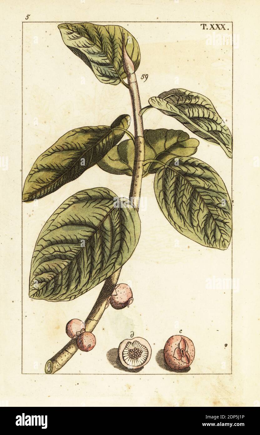 Banyan Feigenzweig mit Frucht, Ficus benghalensis. Handkolorierter Kupferstich einer botanischen Illustration aus Gottlieb Tobias Wilhelms Unterhalten aus der Naturgeschichte, Wien, 1816. Stockfoto