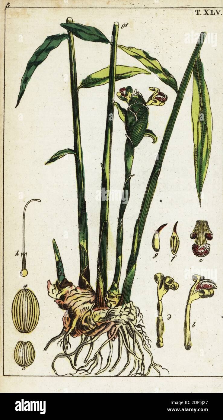 Ingwerpflanze und Wurzel, Zingiber officinale. Amomum zingiber. Handkolorierter Kupferstich einer botanischen Illustration aus Gottlieb Tobias Wilhelms Unterhalten aus der Naturgeschichte, Wien, 1816. Stockfoto