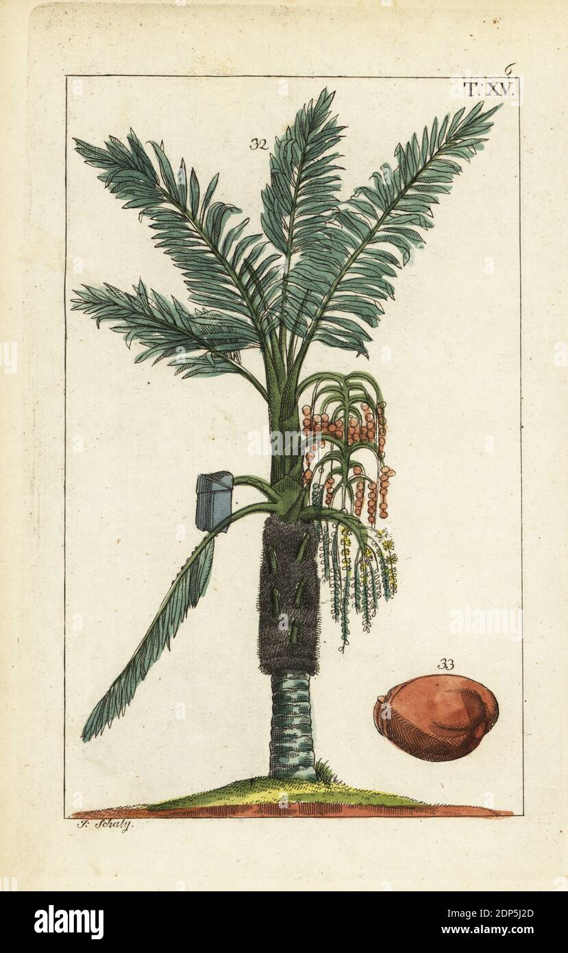Sagopalme, Metroxylon Sagu. Handkolorierter Kupferstich von J. Schaly einer botanischen Illustration aus Gottlieb Tobias Wilhelms Unterhalten aus der Naturgeschichte, Wien, 1816. Stockfoto