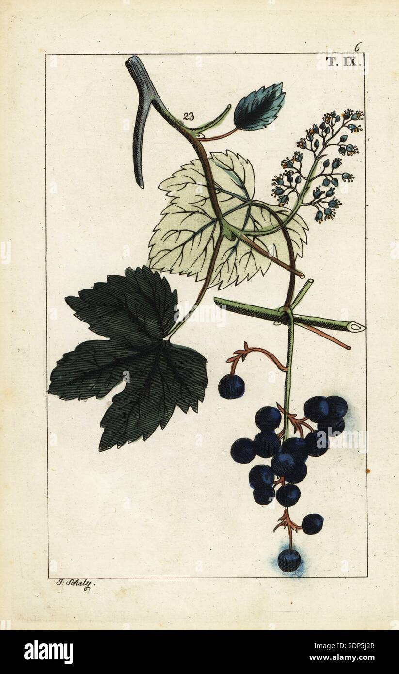Blaue Trauben am Weinstock, Vinis vitifera. Handkolorierter Kupferstich von J. Schaly einer botanischen Illustration aus Gottlieb Tobias Wilhelms Unterhalten aus der Naturgeschichte, Wien, 1816. Stockfoto