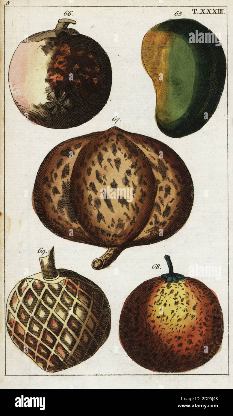 Sorten von tropischen Früchten: Mango, Mangifera indica 65, Mangostan, Garcinia x Mangostana 66, Mammee Apfel, Mammea africana 67, Sapodilla, Manilkara zapota 68, und Pudding Apfel, Annona reticulata 69. Handkolorierter Kupferstich einer botanischen Illustration aus Gottlieb Tobias Wilhelms Unterhalten aus der Naturgeschichte, Wien, 1816. Stockfoto