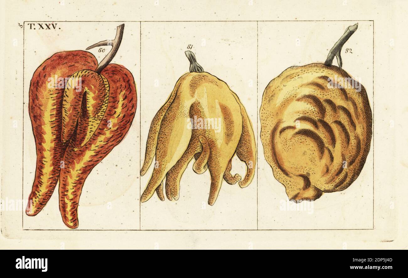 Sorten von Orangen, missgeformte und bauchige Formen, Citrus aurantium. Handkolorierter Kupferstich einer botanischen Illustration aus Gottlieb Tobias Wilhelms Unterhalten aus der Naturgeschichte, Wien, 1816. Stockfoto